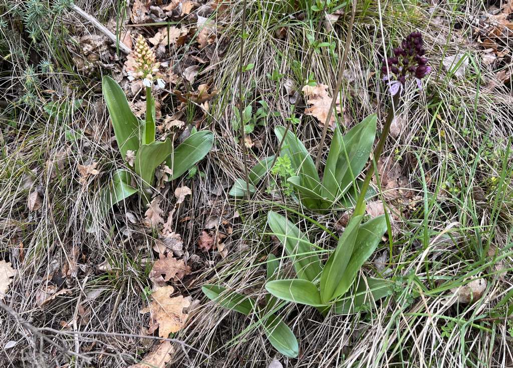 Orchis purpurea albiflora